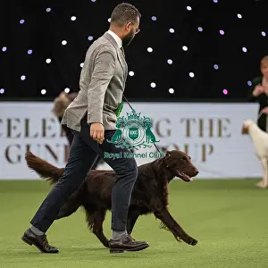 Gundog Group Judging Crufts 2022