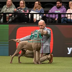 Gundog Group Judging Crufts 2022