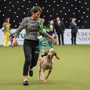 Gundog Group Judging Crufts 2022