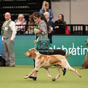 Gundog Group Judging Crufts 2022