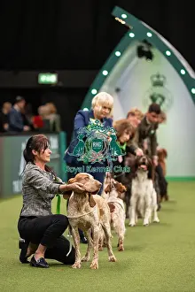 Gundog Group Judging Crufts 2022