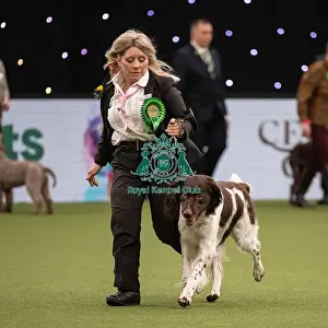 Gundog Group Judging Crufts 2022