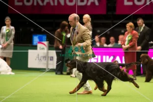 Gundog Group winner