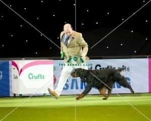 Gundog Group winner