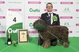 Gundog Group - winner