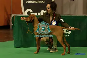 Gundogs
