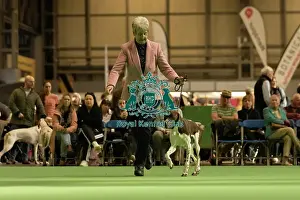 Pointer Prints: Gundogs