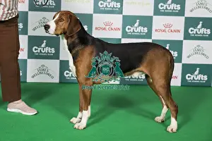 Crufts 2025 Best Of Breed Prints: Hamiltonstovare BOB