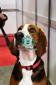 2025 Prints: The Hamiltonsvare At Discover Dogs