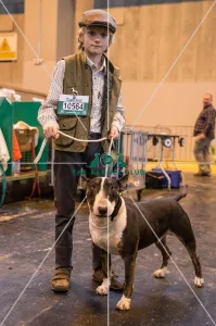 Handler with English Bull Terrier