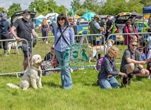 Chelmsford Prints: Most Handsome Crossbreed Dog Class Chelmsford