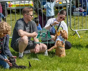 Chelmsford Prints: Most Handsome Crossbreed Dog Class Chelmsford