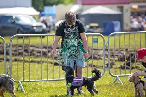 Chelmsford Prints: Most Handsome Crossbreed Dog Class Chelmsford