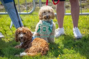 Chelmsford Prints: Most Handsome Crossbreed Dog Class Dog Only Hylands Park