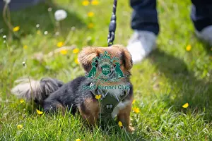 Chelmsford Prints: Most Handsome Crossbreed Dog Class Dog Only Hylands Park