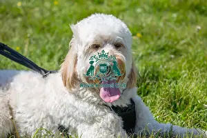 Chelmsford Prints: Most Handsome Crossbreed Dog Class Dog Only Hylands Park