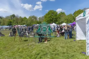Chelmsford Prints: Most Handsome Crossbreed Dog Class Hylands Park