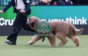 Crufts 2026 Junior Warrant Prints: Harley, a Briard, competing in the Junior Warrant Final today (05)