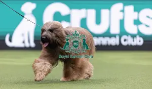 Crufts 2026 Junior Warrant Prints: Harley, a Briard, competing in the Junior Warrant Final today (05)