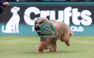 Crufts 2026 Junior Warrant Prints: Harley, a Briard, competing in the Junior Warrant Final today (05)