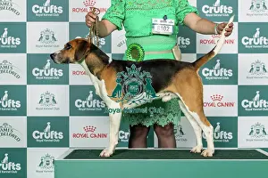 Harrier Prints: Harrier Best of Breed Crufts 2026