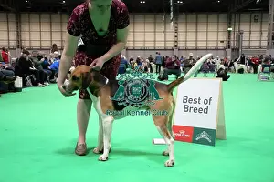 Harrier - Best of Breed, Crufts 2026<br> Harrier - Best of Breed, Crufts 2026