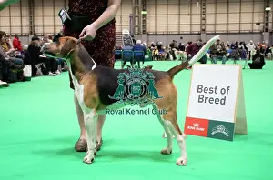 Harrier Prints: Harrier - Best of Breed, Crufts 2026
Harrier - Best of Breed, Crufts 2026