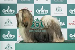 Standing Prints: Havanese Best of Breed Crufts 2026 Bailemos Miss Curvaceous (IKC) (Mrs O & Mr D Carty-Parge & Parge)