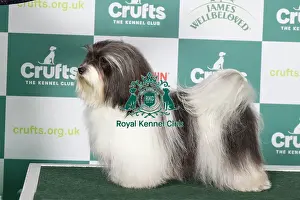 Havanese BOB