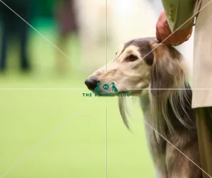 Headshot