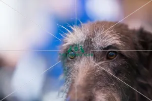 Headshot