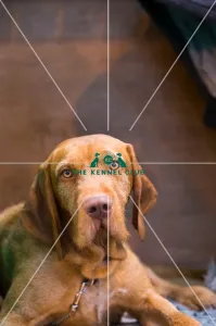 Headshot