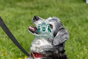 21st April 2024 Prints: Headshot Golden Oldie Class Dog Only Nottinghamshire