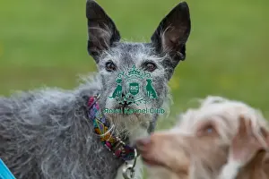 21st April 2024 Prints: Headshot Golden Oldie Class Dog Only Nottinghamshire