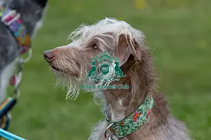 21st April 2024 Prints: Headshot Golden Oldie Class Dog Only Nottinghamshire