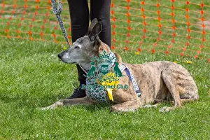 21st April 2024 Prints: Headshot Golden Oldie Class Dog Only Nottinghamshire