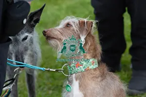 21st April 2024 Prints: Headshot Golden Oldie Class Dog Only Nottinghamshire