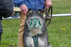 Headshot Golden Oldie Class Dog Only Nottinghamshire