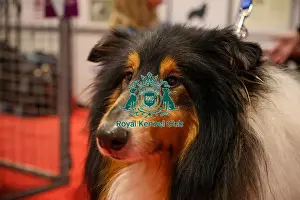 Crufts 2025 Discover Dogs Prints: Hector Rough Collie at discover dogs