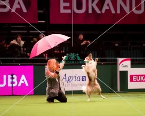 Heelwork