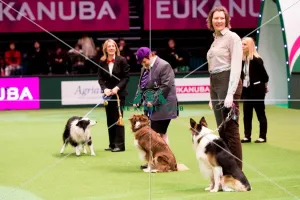 Heelwork to Music - winner