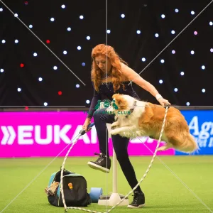 Heelwork