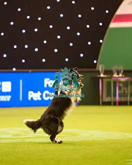 Heelwork to Musiv AC / DC Handler Irena IAatvankova and border collie, Mystic Layla