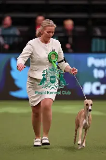Heidi Bekkvang from Norway with Jasper, a Whippet, which was the Best of Breed winner today (Saturday 11. 03. 23), the third day of Crufts 2023, at the NEC Birmingham