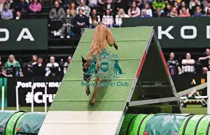 Agility Championships Prints: Helen Anderson Postle & Vesper (Ag)