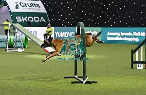 Agility Championships Prints: Helen Anderson Postle & Vesper (Ag)