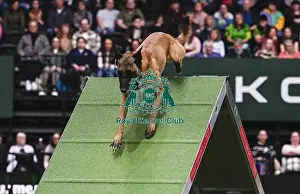 Agility Championships Prints: Helen Anderson Postle & Vesper (Ag)