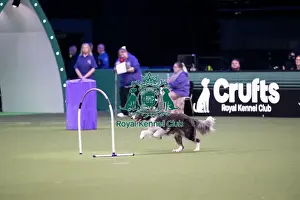 Crufts 2026 Main Arena Prints: Hoopers Display