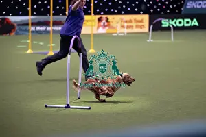 Crufts 2026 Main Arena Prints: Hoopers Display