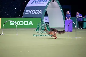 Crufts 2026 Main Arena Prints: Hoopers Display